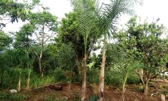 Imagem: Chácara de 5 Alqueires Apenas 140.000,00