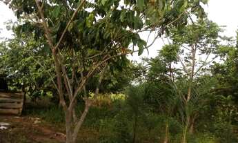 Imagem 5: Chácara de 5 Alqueires Apenas 140.000,00, Próximo a Goianésia