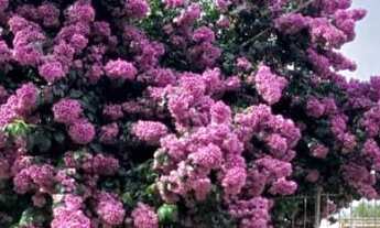 Imagem: Pousada Santa Teresinha/ Atibaia / Universitários