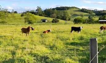 Imagem 3: Chácara em Santo Antônio da Patrulha ideal para pecuária