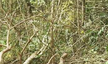 Imagem 5: Vendo lote no Papamilho