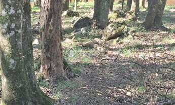 Imagem 4: Terreno em São Virgílio, Caxias do Sul