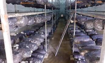 Imagem: Sítio produzindo shimeji