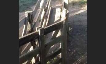 Imagem 3: Vendo 10 alqurires no brejão valor 70 mil o alqurires