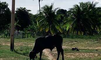 Imagem 5: FAZENDA NO CARIRI PARAIBANO 890 hec valor negociável