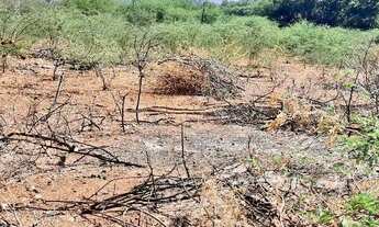 Imagem 4: Roça no Salitre Povoado de Braúna Juazeiro BA www.paulobarrosimoveis.com