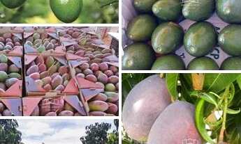 Imagem: FAZENDA DE ABACATE E MANGA A VENDA NO NORTE