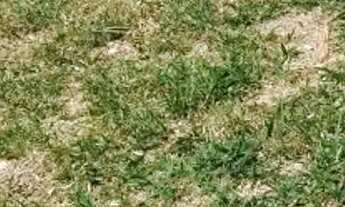 Imagem 5: TERRENO EM CONDOMÍNIO - BAIRRO ITAPEMA - SP