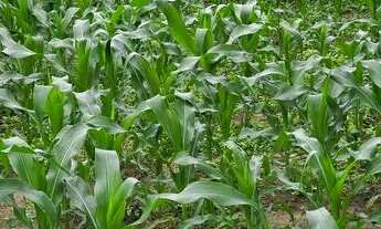 Imagem 3: VENDO PROPRIEDADE