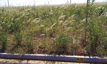 Imagem 2: Vendo terreno em cravinhos