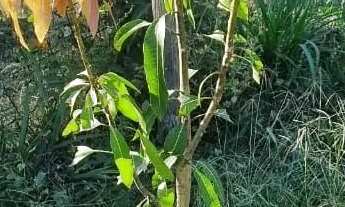 Imagem 5: Chácara com casa e poço de peixe