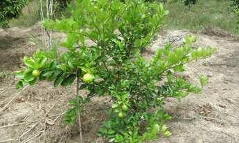 Imagem 2: Fazenda com 10 hectare de terra