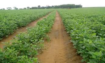 Imagem 4: Vendo fazenda em Pedro Afonso Tocantins 445 alq