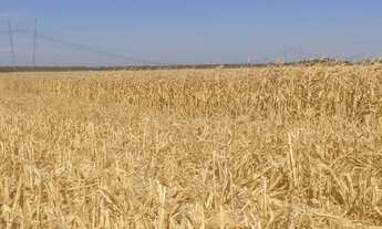 Imagem 3: Vendo fazenda em Pedro Afonso Tocantins 445 alq