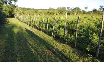 Imagem 4: Fazenda em Teresina-PI