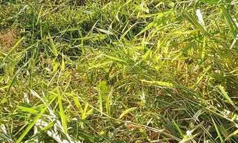 Imagem 4: Terreno em ascurra sc