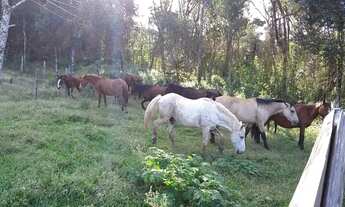 Imagem 5: Linda Fazenda em Guarapuava 79,5 alqueires paulistas