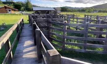 Imagem 5: Chácara em Santo Antônio da Patrulha ideal para pecuária