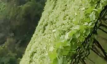 Imagem 2: Vendo lindo sítio em Campestre da Serra Rs