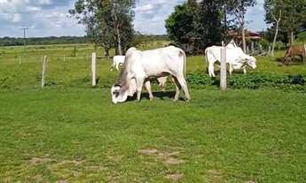 Imagem 2: Vendo Fazenda em Deuré Tocantins 232 Alq
