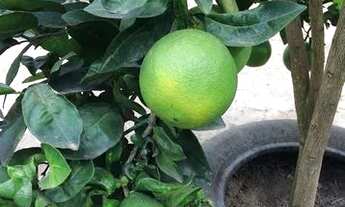 Imagem 7: Sítio maravilhoso em Cantagalo R.O