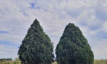 Imagem 2: Venda - Chácara em Guareí-SP
