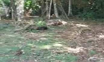 Imagem 4: Terreno para chácara no Tarumã