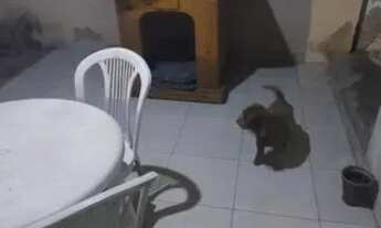 Imagem 3: Casa para venda possui 130 metros quadrados com 2 quartos em Terra Firme - Belém - Pará