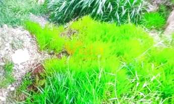 Imagem 4: Terreno à venda, Chácara Santa Cecília, 5x25 aclive