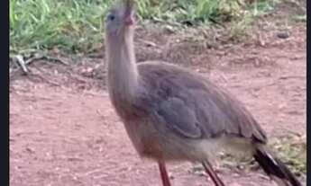 Imagem 3: Área rural com vista para o nascer do sol, em zona rural de Trindade-GO (Santa Maria-GO)