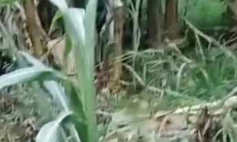 Imagem 2: Chácara a 14 km do coronel Borges Cachoeiro