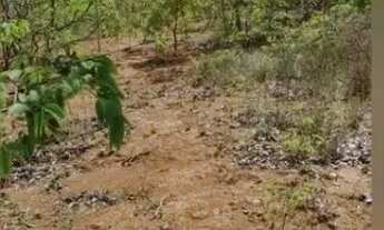 Imagem 7: FAZENDA - 1.500 HECTARES