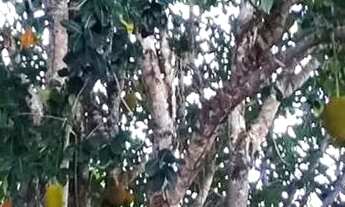 Imagem 7: Térrea para venda possui 110 metros quadrados com 1 quarto em Zona Rural - São José de Mip