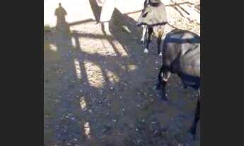 Imagem 2: Vendo 10 alqurires no brejão valor 70 mil o alqurires