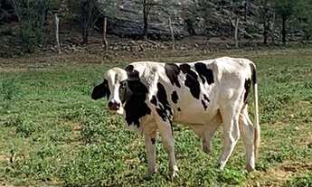 Imagem 6: FAZENDA NO CARIRI PARAIBANO 890 hec valor negociável