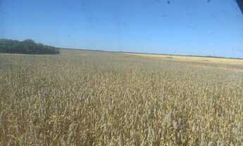 Imagem 6: Vendo fazenda em Pedro Afonso Tocantins 445 alq