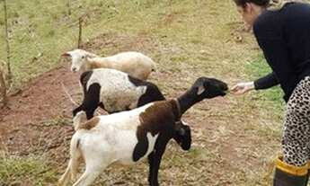 Imagem 4: Vendo Chácara São Salvador 42.000m