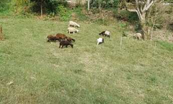 Imagem 6: Vendo Chácara São Salvador 42.000m