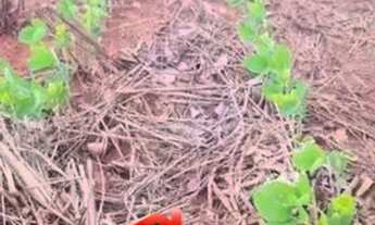 Imagem 6: Fazenda 74 Alqueires Região De Palestina /GO