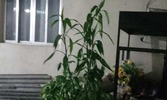 Imagem 4: Venda duas casas no coração da vila são Luiz