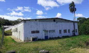 Imagem 2: Sítio produzindo shimeji