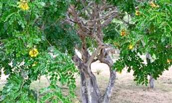 Imagem: FAZENDA NO CARIRI PARAIBANO 890 hec valor