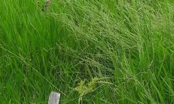 Imagem 2: Chácara em Ararica próximo ao centro da cidade