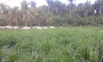 Imagem 4: Vendo excelente fazenda