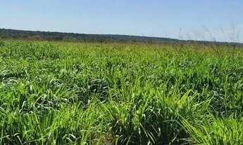 Imagem 4: Fazenda em Guarai. 95 mil por alqueire