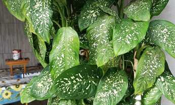 Imagem 6: VENDO CADA NA DESEJADA ILHA DE FLORIANOPOLIS