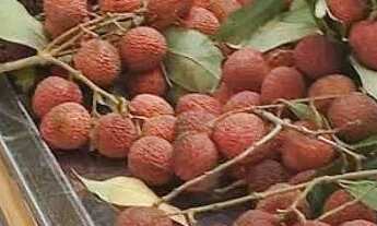 Imagem 6: 017 MERCADO TREMEMBE SP