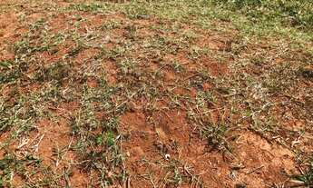 Imagem 2: Fazenda de 35 alqueires