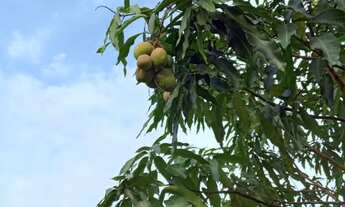 Imagem 5: Linda chácara em Bonfinópolis go
