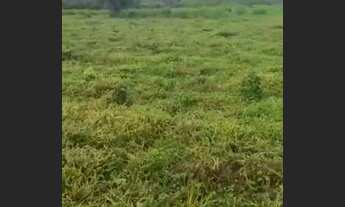 Imagem 6: Vendo 10 alqurires no brejão valor 70 mil o alqurires